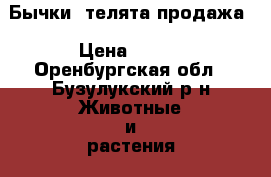 Бычки, телята продажа › Цена ­ 150 - Оренбургская обл., Бузулукский р-н Животные и растения » Другие животные   